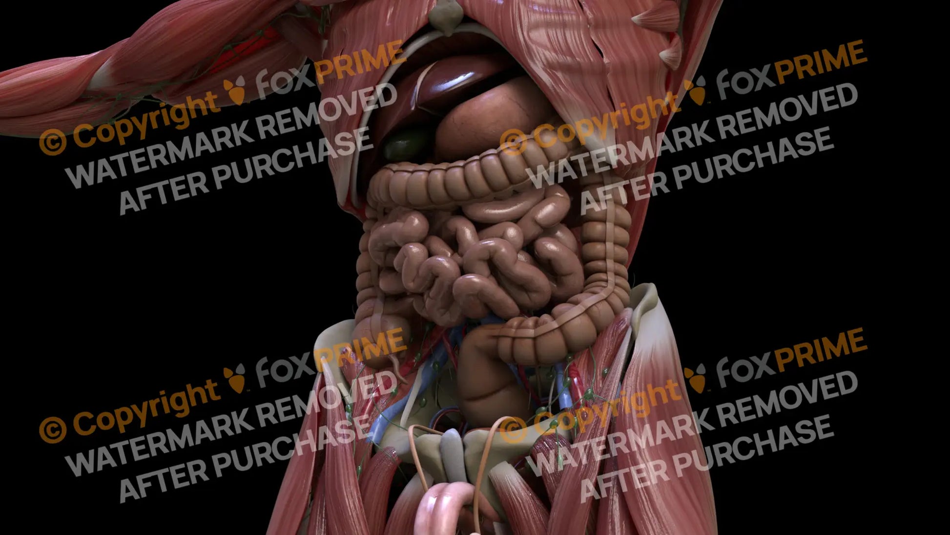 Digestive System Small Intestine 7 Still Shot
