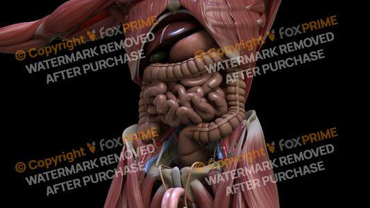 Digestive System Small Intestine 7 Still Shot