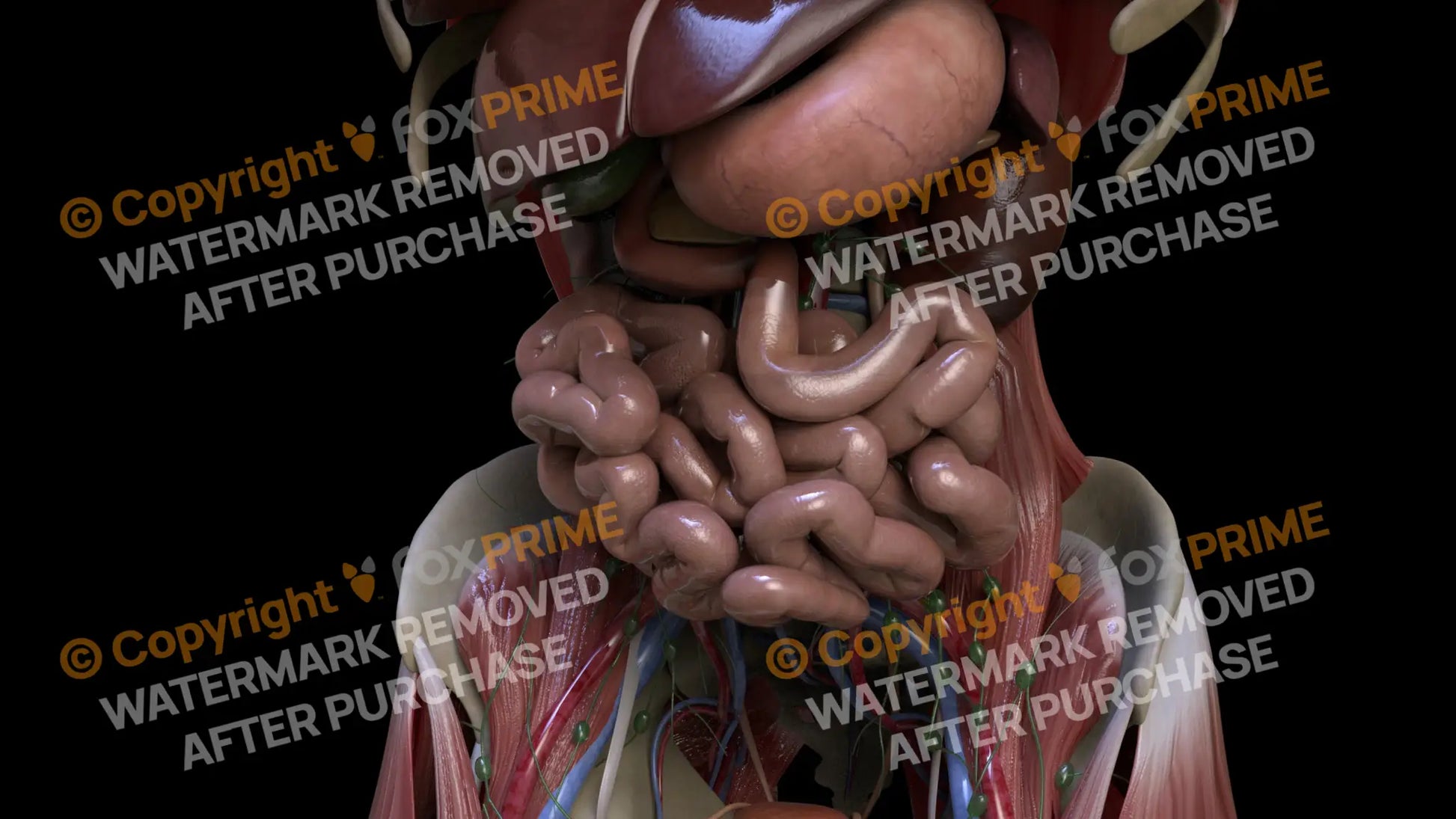 Digestive System Small Intestine 9 Still Shot