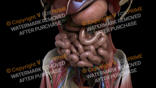 Digestive System Small Intestine 9 Still Shot
