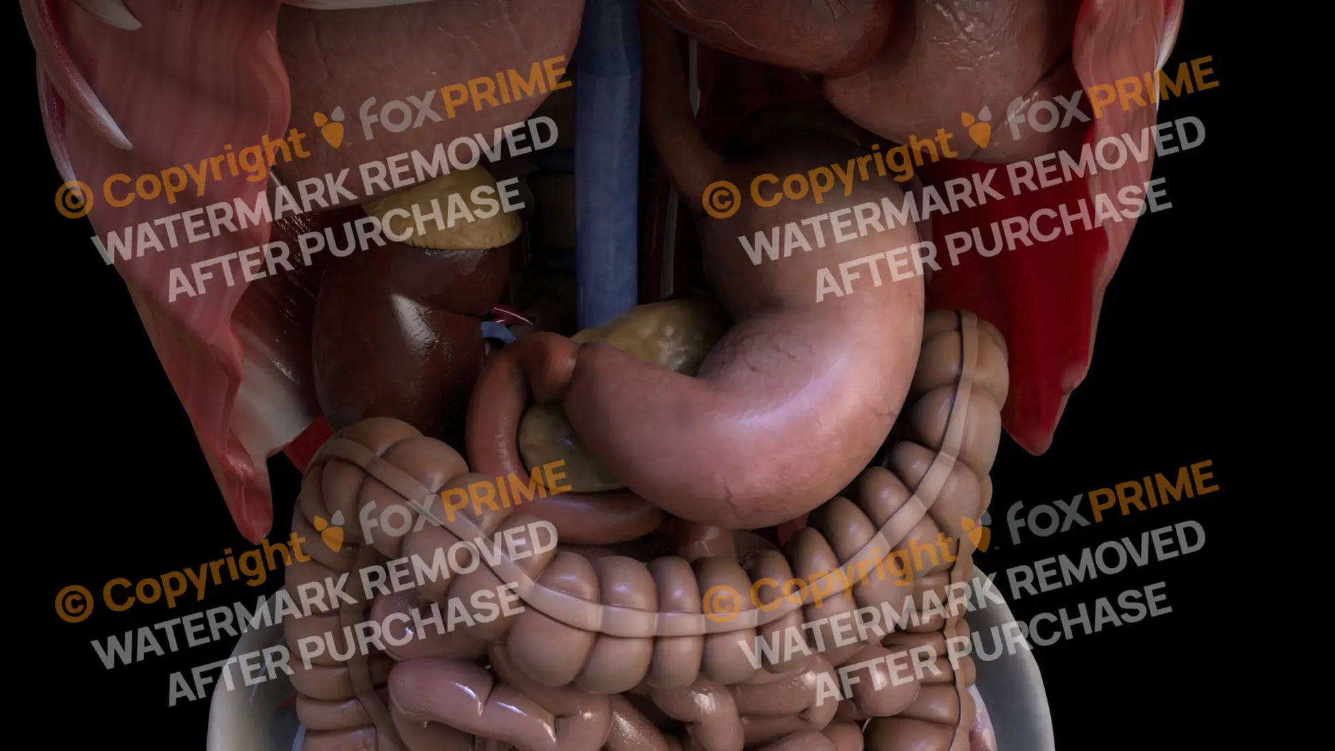Digestive System Stomach 1 Still Shot
