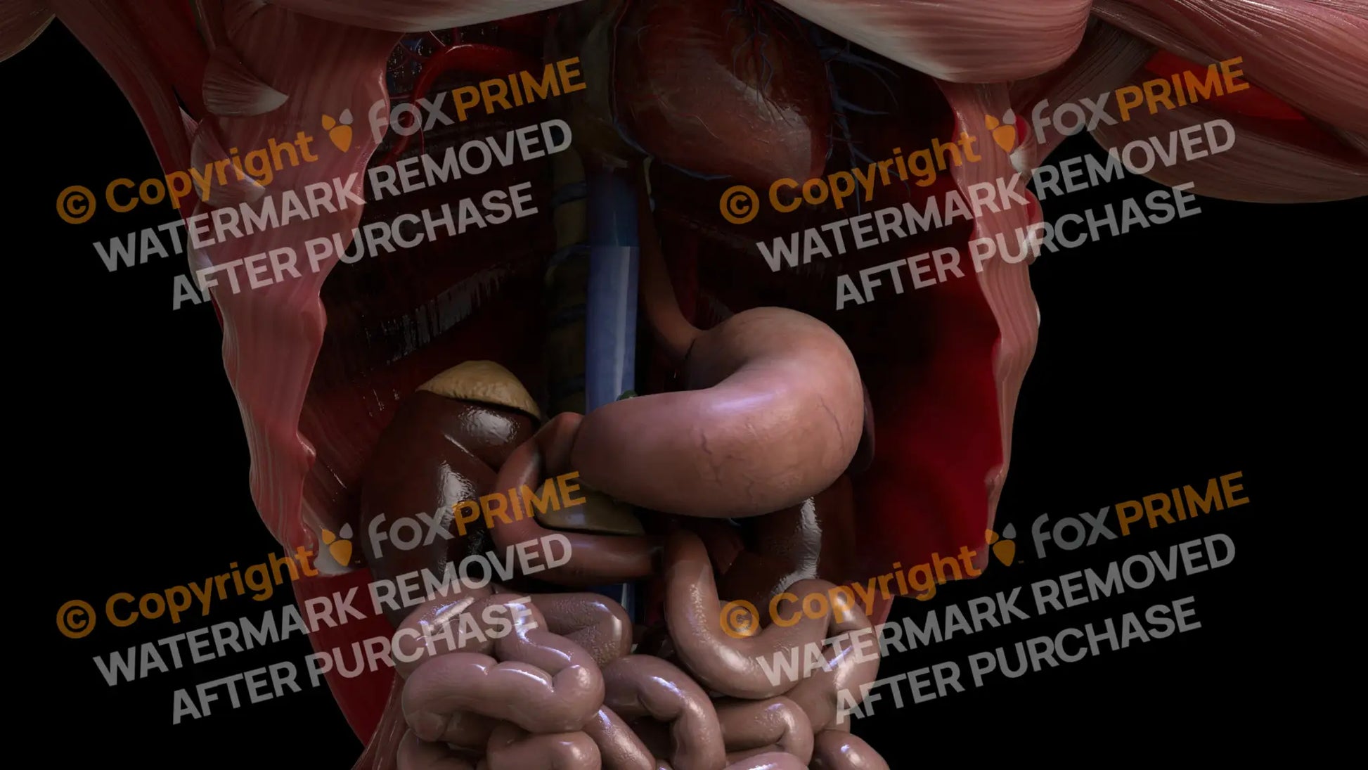 Digestive System Stomach 3 Still Shot