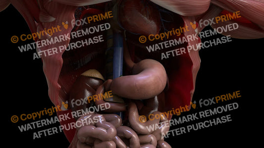 Digestive System Stomach 3 Still Shot