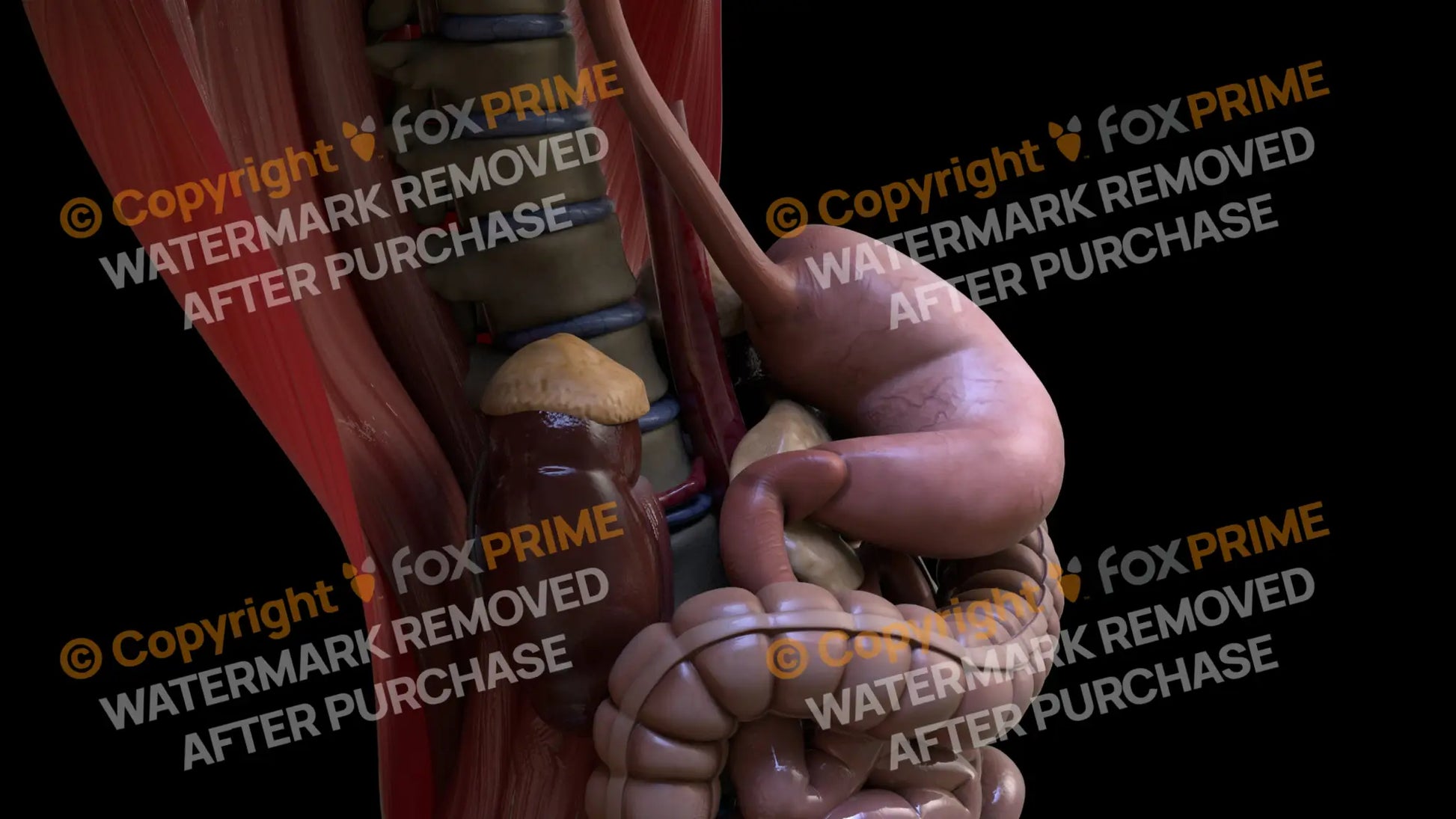Digestive System Stomach 4 Still Shot