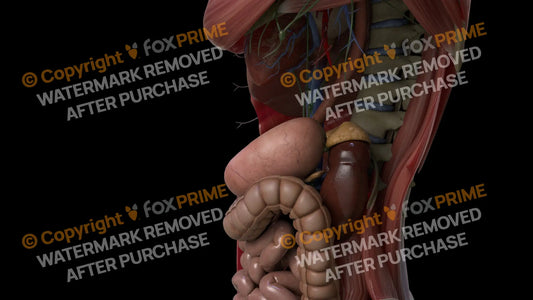 Digestive System Stomach 6 Still Shot