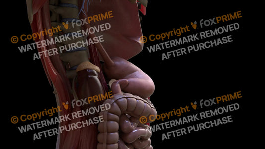 Digestive System Stomach 7 Still Shot