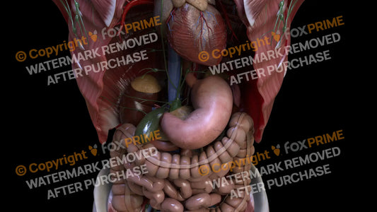 Digestive System Stomach 8 Still Shot