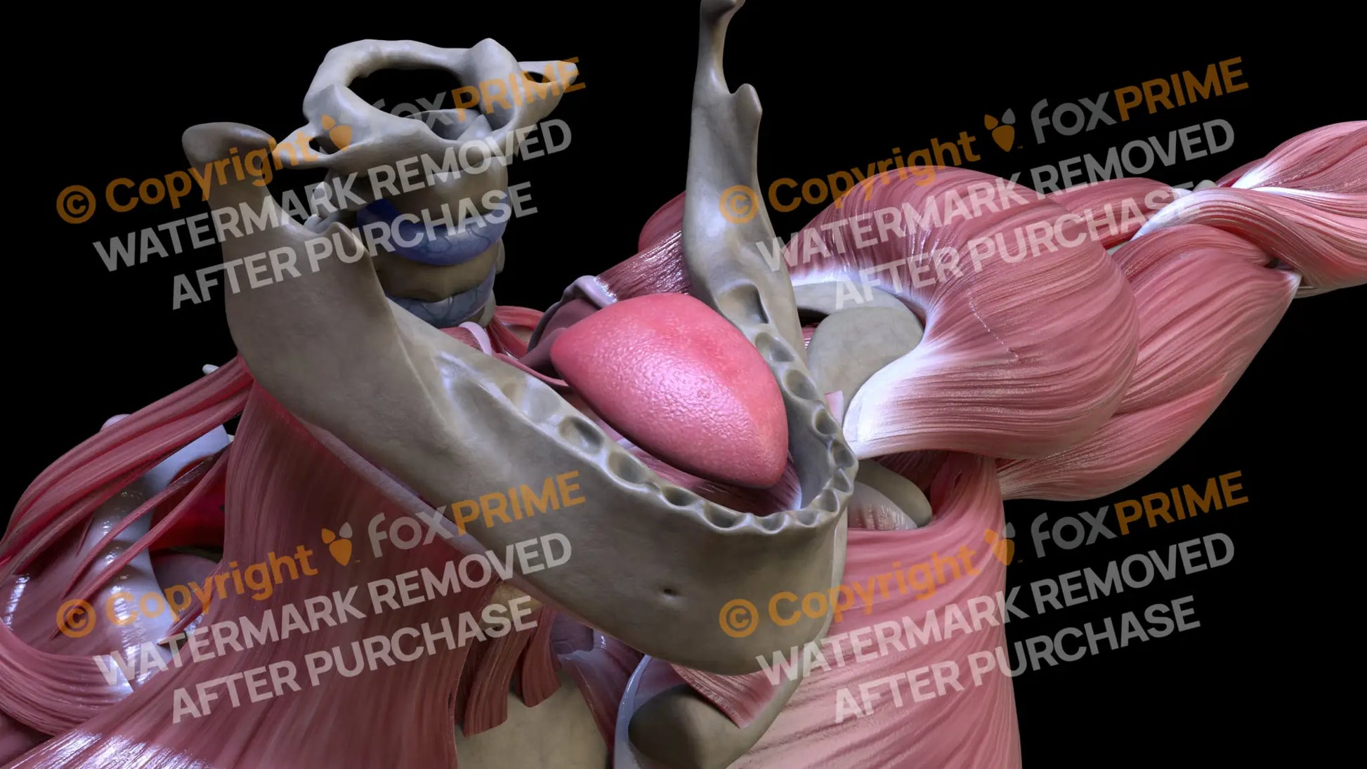 Digestive System Tongue 1 Still Shot