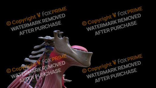 Digestive System Tongue 2 Still Shot