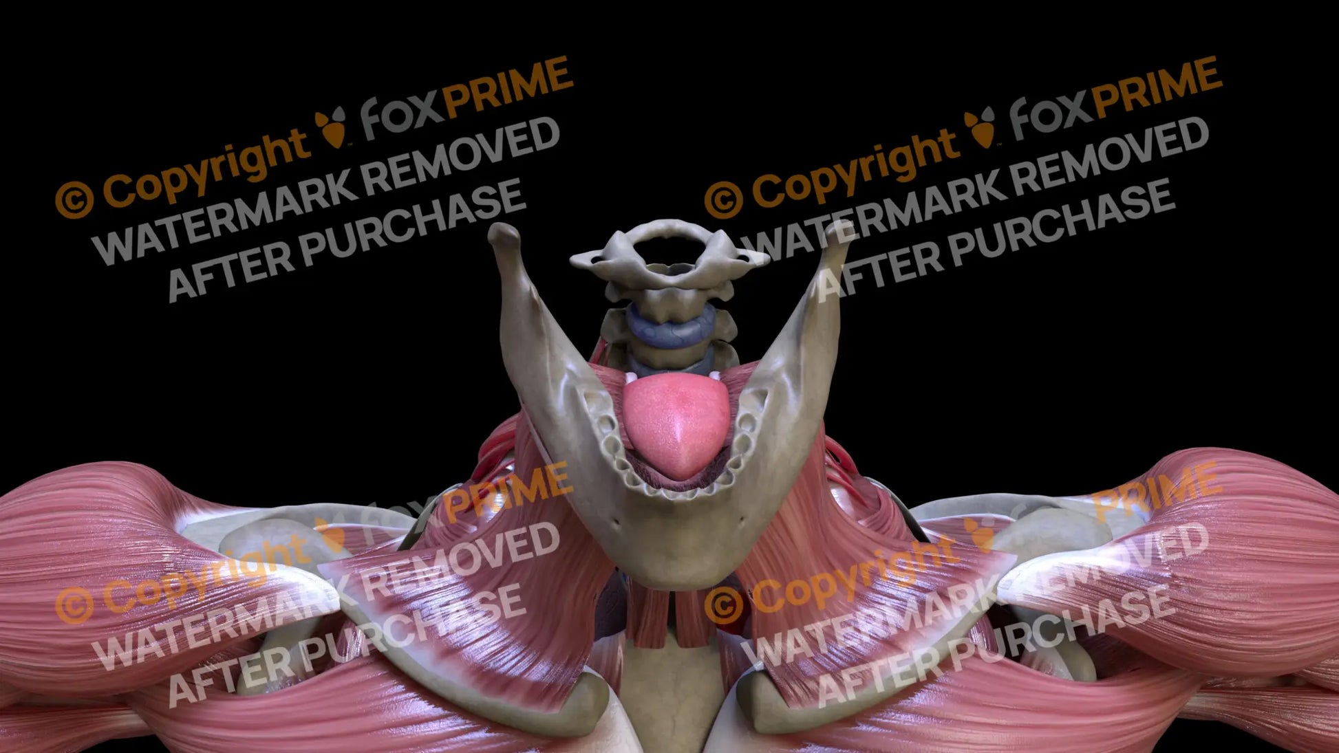 Digestive System Tongue 3 Still Shot