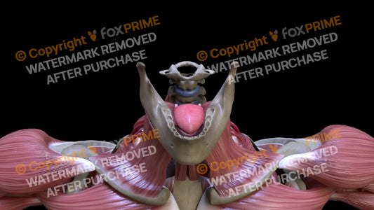 Digestive System Tongue 3 Still Shot