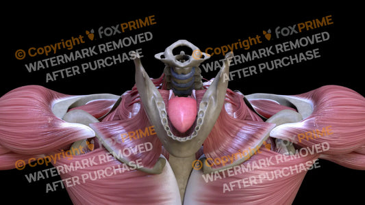 Digestive System Tongue 4 Still Shot
