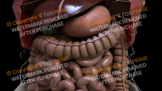 Digestive System Transerve Colon 1 Still Shot