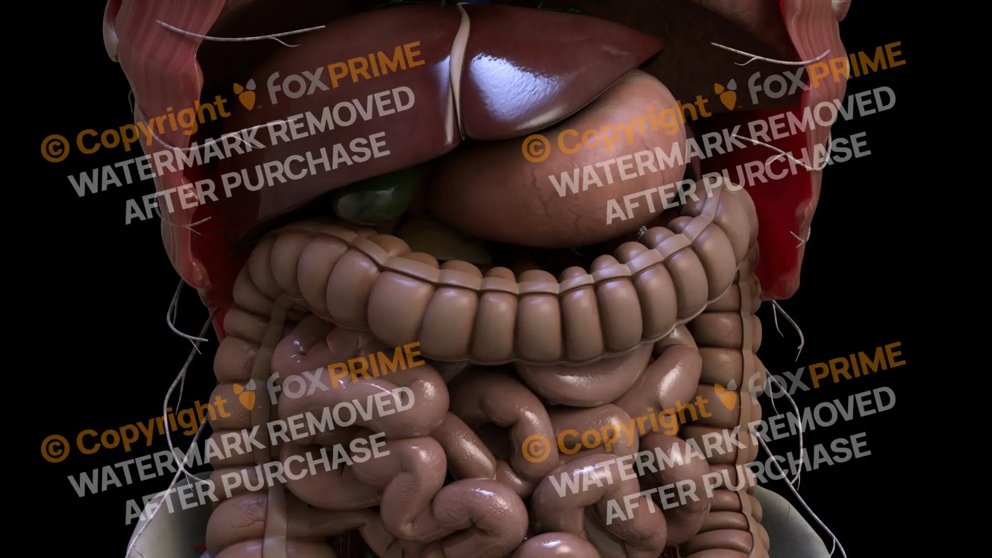 Digestive System Transerve Colon 2 Still Shot