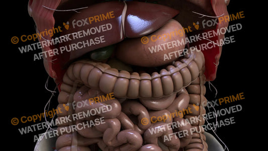 Digestive System Transerve Colon 2 Still Shot
