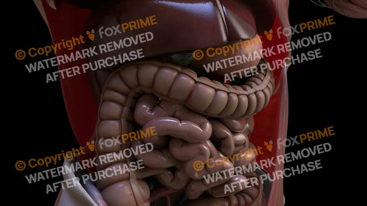 Digestive System Transerve Colon 3 Still Shot