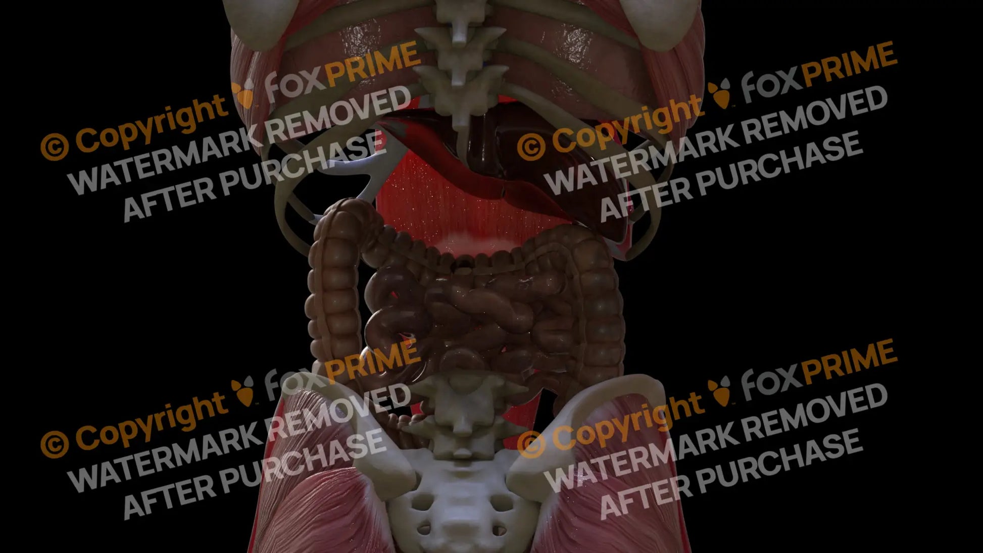 Digestive System Transerve Colon 4 Still Shot