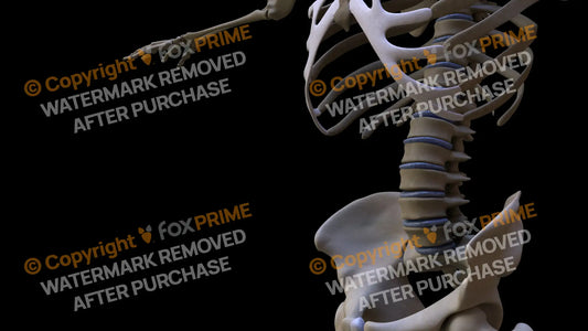 Disc L1-L5 (Left) Still Shot