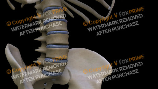 Disc L1 (Right) Still Shot