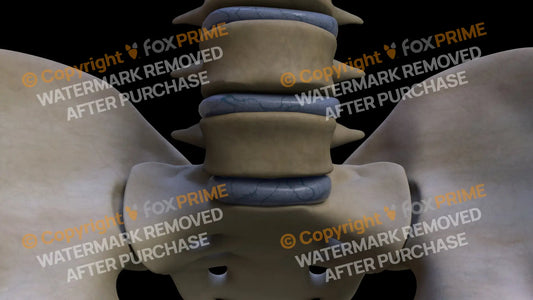 Disc L5 Still Shot