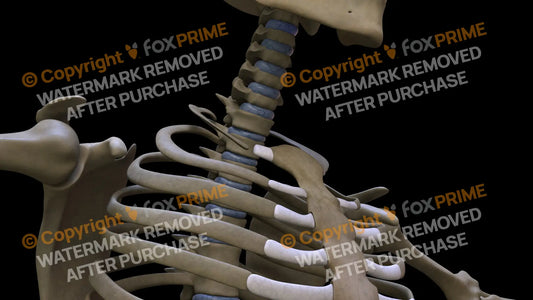 Disc T1 (Right) Still Shot