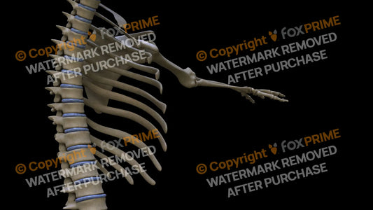 Disc T1-T11 (Right) Still Shot