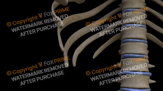 Disc T10 (Right) Still Shot