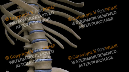 Disc T11 (Right) Still Shot