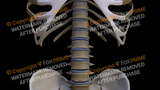 Disc T12 Still Shot