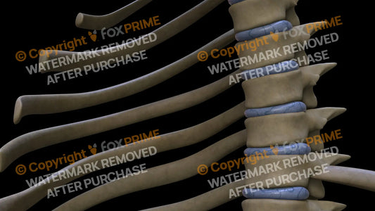 Disc T5 (Left) Still Shot