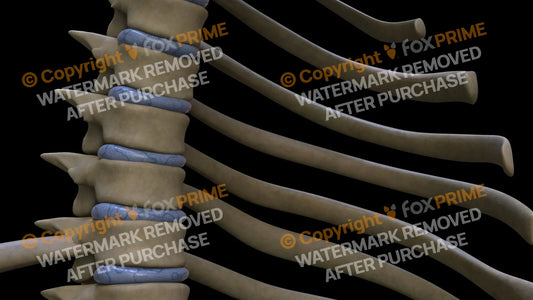 Disc T5 (Right) Still Shot