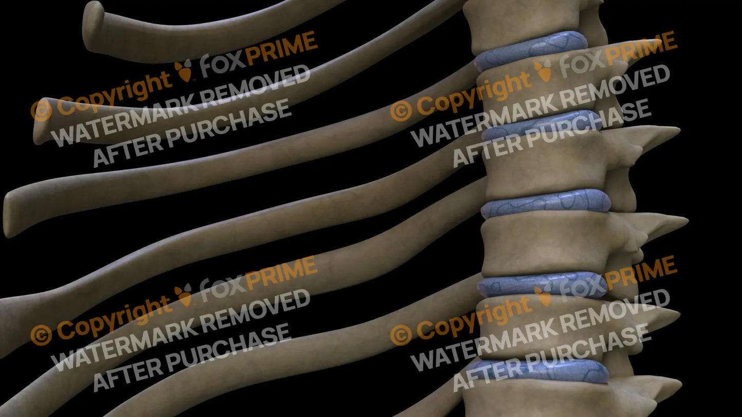 Disc T6 (Left) Still Shot