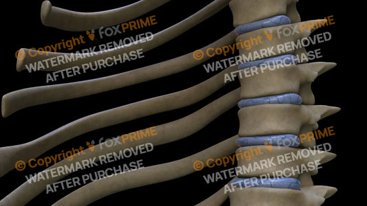 Disc T6 (Left) Still Shot