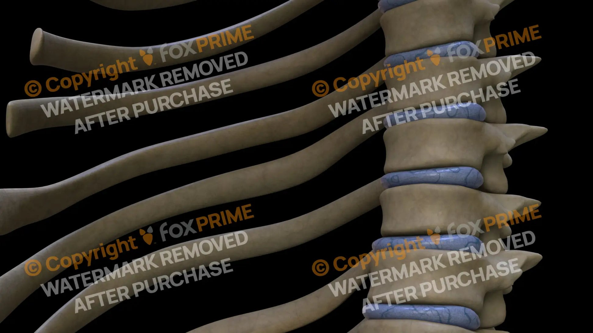 Disc T7 (Left) Still Shot