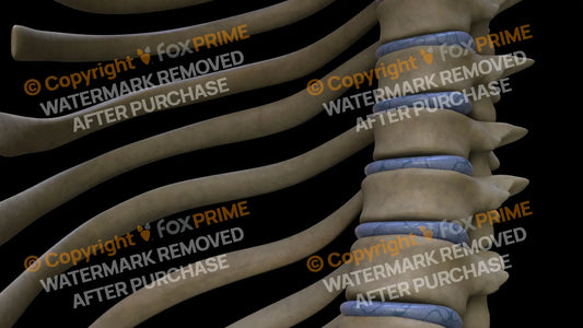 Disc T8 (Left) Still Shot