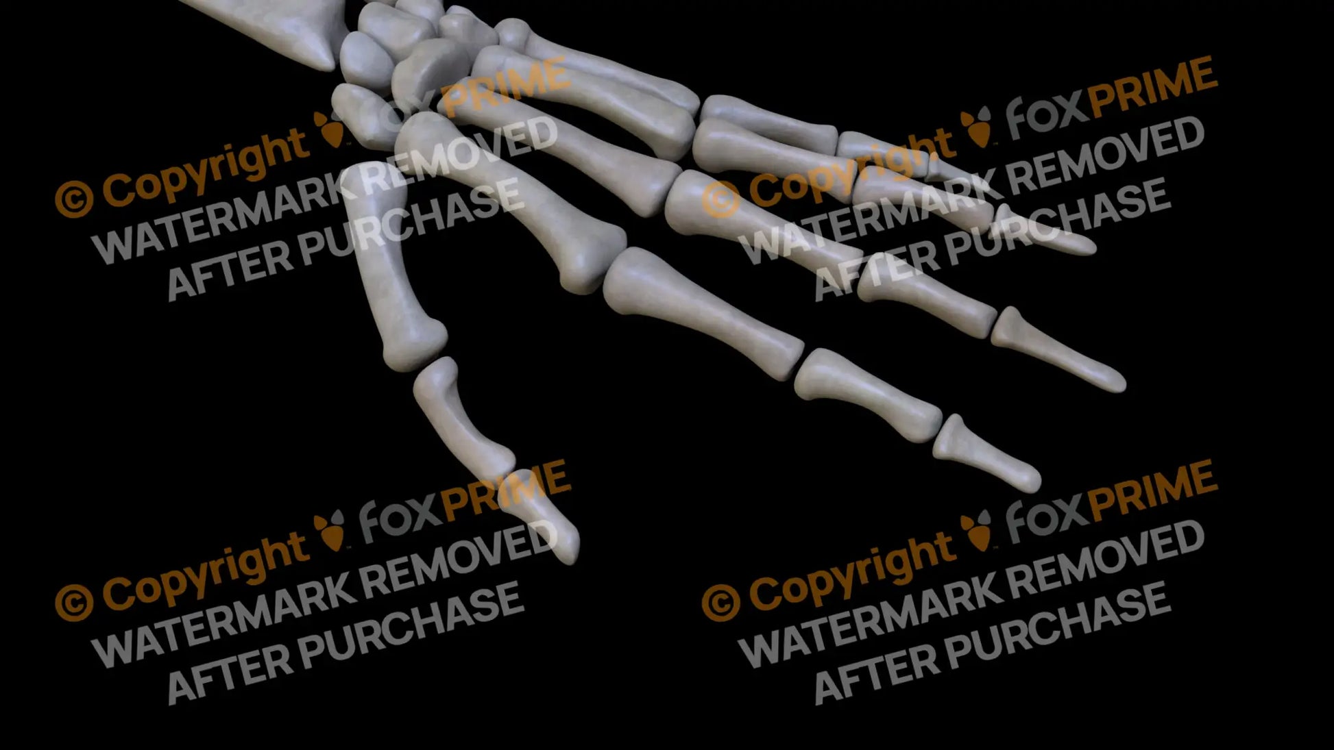 Distal Phalange 01 2 (Left) Still Shot