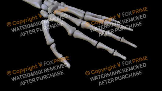 Distal Phalange 01 2 (Left) Still Shot