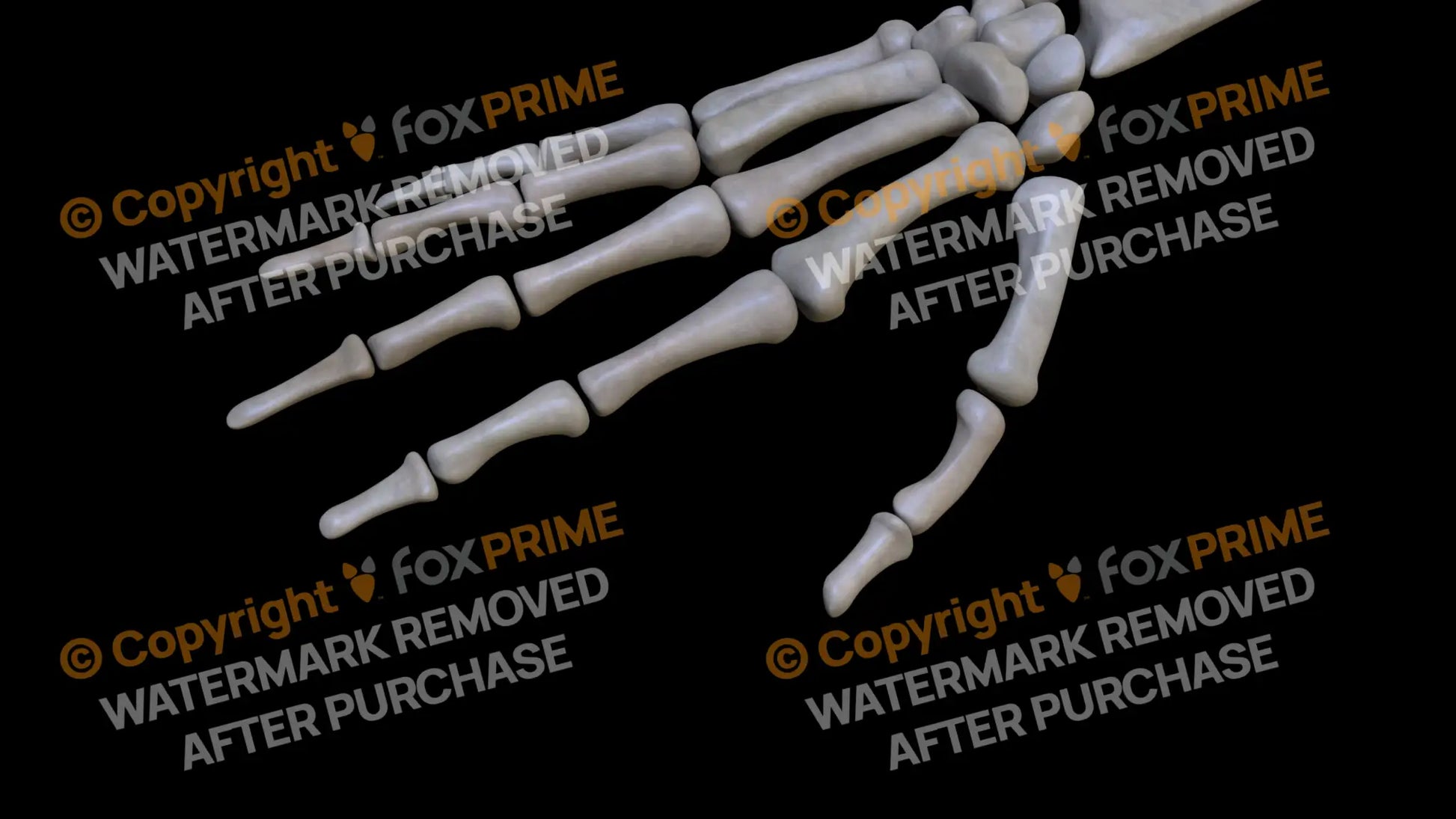 Distal Phalange 01 2 (Right) Still Shot