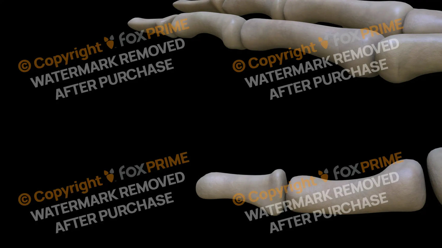 Distal Phalange 01 (Right) Still Shot