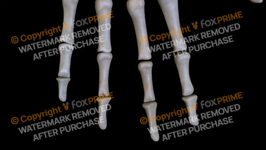 Distal Phalange 02-05 2 (Left) Still Shot