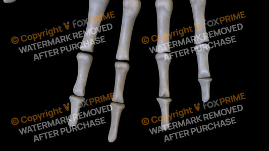 Distal Phalange 02-05 2 (Right) Still Shot