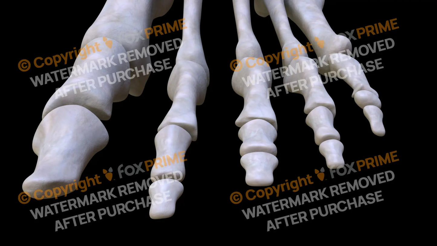 Distal Phalanges 02-05 2 (Left) Still Shot