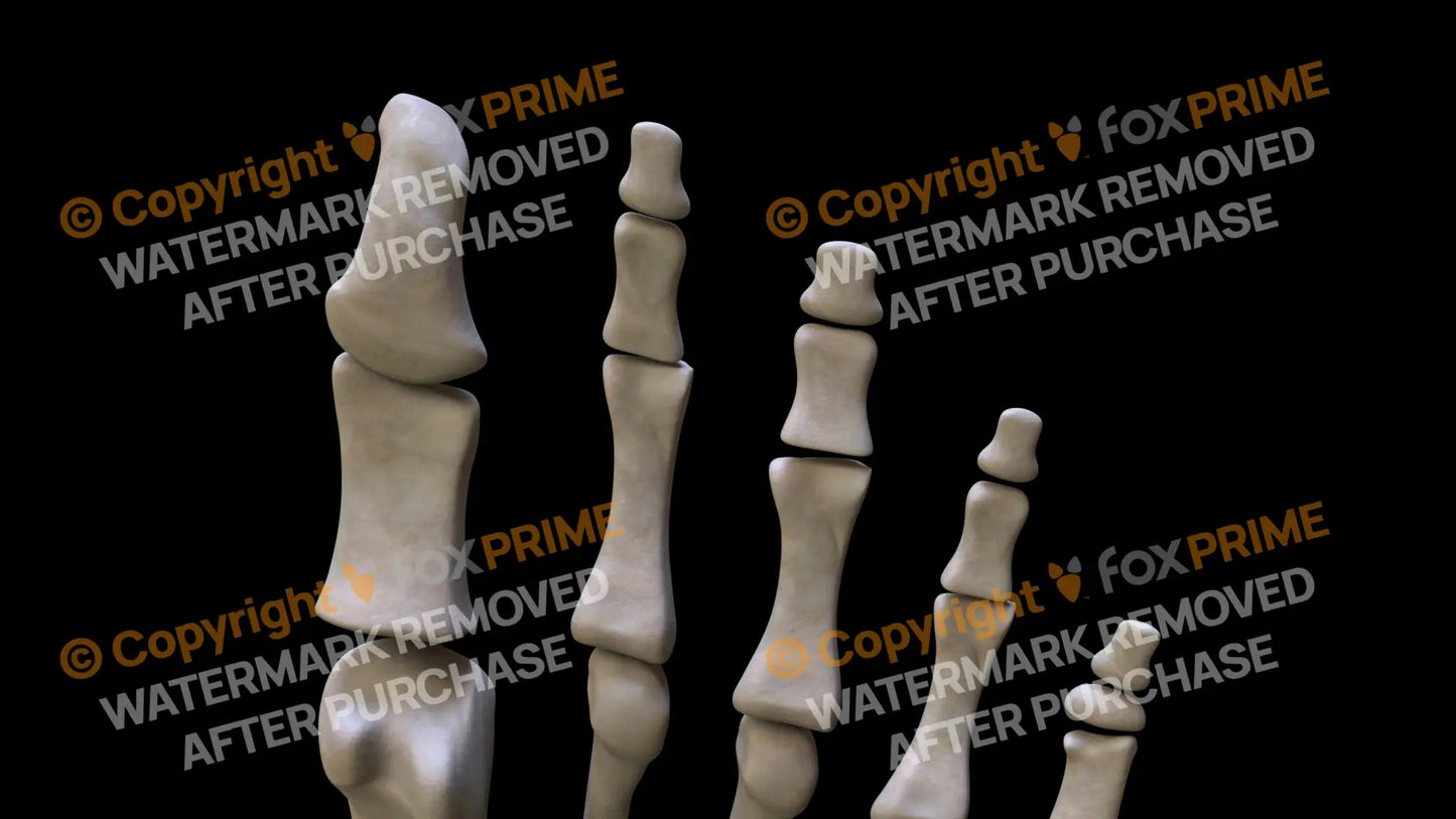 Distal Phalanges 02-05 4 (Left) Still Shot