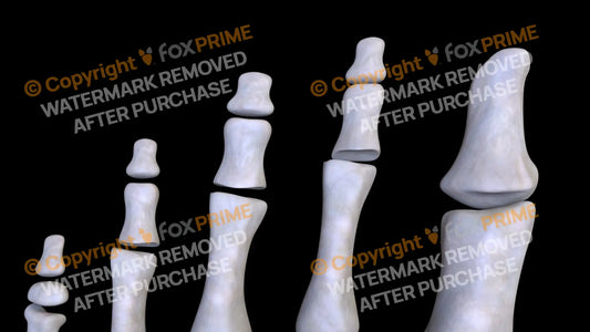 Distal Phalanges 02-05 (Left) Still Shot