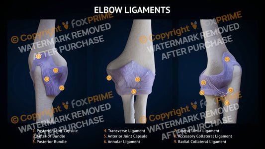 Elbow Ligaments Still Shot