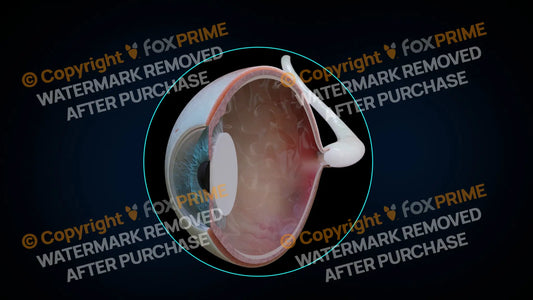 Eyeball Anatomy 1 (No Text) Still Shot
