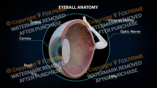 Eyeball Anatomy 1 Still Shot