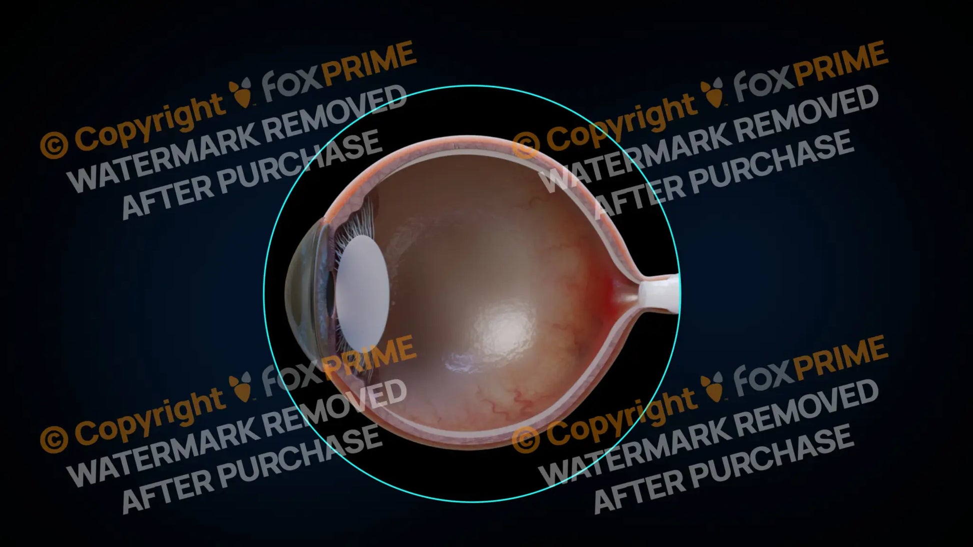 Eyeball Anatomy 2 (No Text) Still Shot