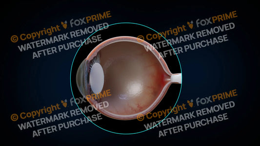 Eyeball Anatomy 2 (No Text) Still Shot