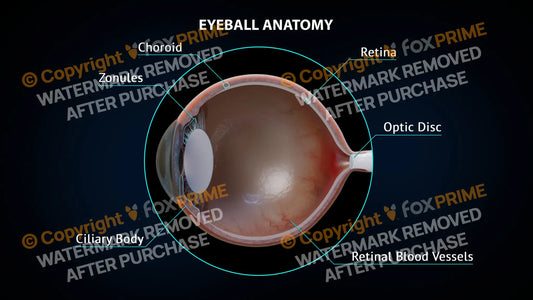 Eyeball Anatomy 2 Still Shot